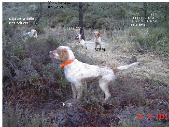 Des Dames de Lachamp - Élevage de Setter Anglais à Le Martinet