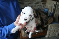 CHIOT