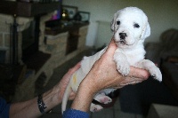 CHIOT