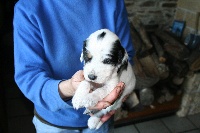 CHIOT