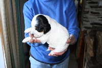 CHIOT